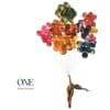 Rachel Eckroth  One