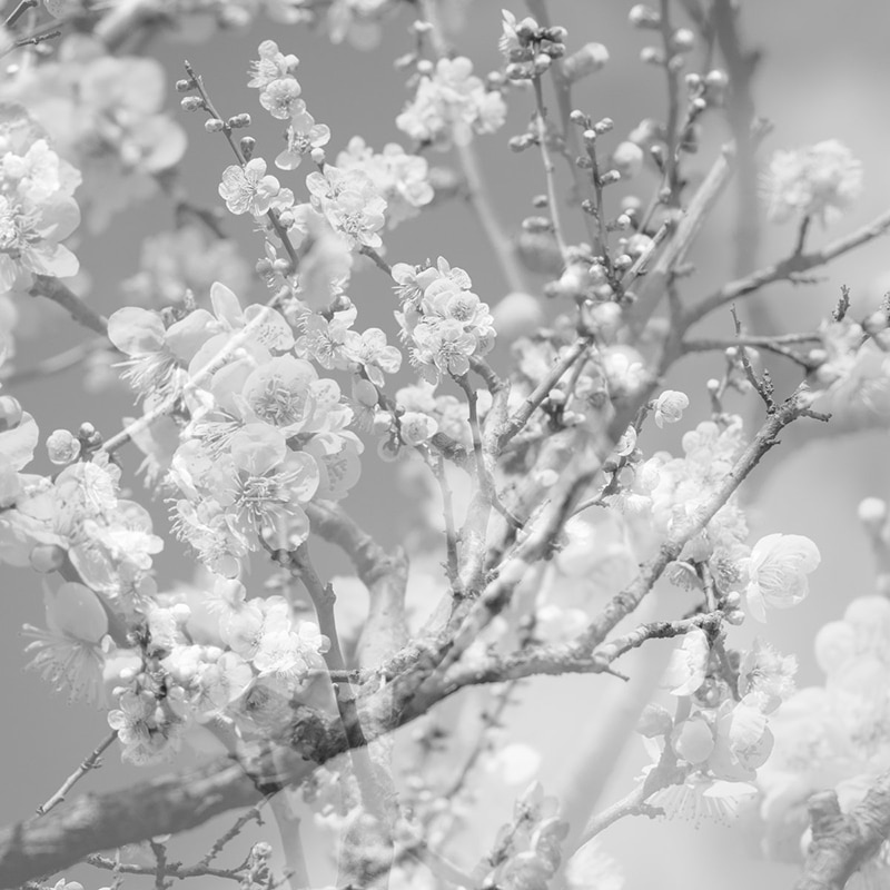 <a class="amazingslider-posttitle-link" href="https://www.makingascene.org/masabumi-kikuchi-hanamachi-the-final-studio-recording-vol-11/" target="_blank">Masabumi Kikuchi Hanamachi THE FINAL STUDIO RECORDING VOL 11</a> Masabumi Kikuchi Hanamachi THE FINAL STUDIO RECORDING VOL 11