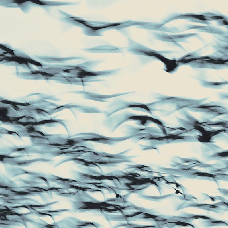 <a class="amazingslider-posttitle-link" href="https://www.makingascene.org/bellbird-the-call/" target="_blank">Bellbird THE CALL</a> Bellbird THE CALL